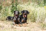 BEAUCERON - ADULTS and PUPPIES 012